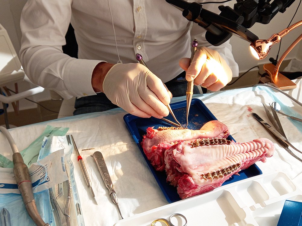 Practical dental training using a jaw specimen